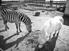 Zebra - Ultravox - © Francesco Castaldo, All Rights Reserved