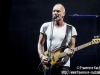 Sting - © Francesco Castaldo, All Rights Reserved