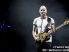 Sting - © Francesco Castaldo, All Rights Reserved