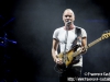 Sting - © Francesco Castaldo, All Rights Reserved